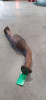 TUBO ESCAPE DELANTERO Toyota LAND CRUISER (J12) 