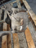 PINZA DE FRENO DELANTERA IZQUIERDA FORD TRANSIT CUSTOM FURGÓN (TTF) 