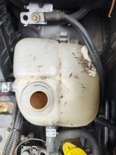 DEPOSITO EXPANSION Opel ZAFIRA A 