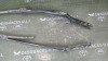 BRAZO LIMPIA DELANTERO DERECHO BMW SERIE 5 TOURING (F11) 