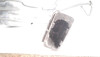  DEPOSITO LIMPIA AUDI A3 SPORTBACK (8VF) 