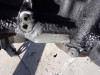DESPIECE MOTOR 