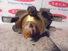 FARO ANTINIEBLA DERECHO Volvo XC90 