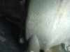  CAJA CAMBIOS PEUGEOT 307 BREAK / SW (S1)(04.2002) 