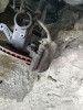 PINZA DE FRENO DELANTERA DERECHA Citroen BERLINGO 
