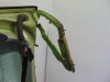  PORTON TRASERO VOLKSWAGEN NEW BEETLE BERLINA (9C1/1C1) 