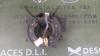 ANILLO AIRBAG BMW SERIE 3 BERLINA (E46) 