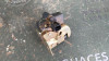 CERRADURA MALETERO / PORTON JEEP GRAND CHEROKEE (WJ/WG) 