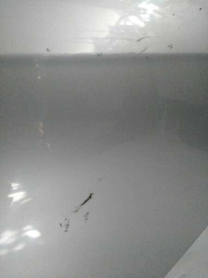 PUERTA TRASERA IZQUIERDA, HONDA, ACCORD BERLINA (CL/CN)