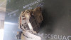 ALTERNADOR Mitsubishi MONTERO (V80/V90) 