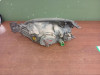 FARO DERECHO FORD FIESTA BERLINA (DX) 
