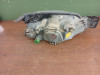 FARO IZQUIERDO Ford FIESTA BERLINA (DX) 