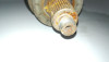  TRANSMISION DELANTERA IZQUIERDA SEAT IBIZA (6L1) 