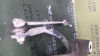 PUENTE DELANTERO Volkswagen GOLF V (1K1)(10.2003) 