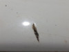 PARAGOLPES DELANTERO 