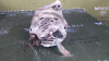 ALTERNADOR Opel OMEGA B 