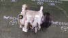 COMPRESOR AIRE ACONDICIONADO BMW SERIE 1 BERLINA 3P (F21) 
