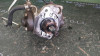 BOMBA INYECCION Toyota LAND CRUISER (J12) 
