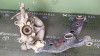 MANGUETA DELANTERA DERECHA Toyota RAV4 (A3) 