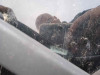 PEUGEOT 307 BREAK/ SW (S2) — vehículo donante para recambios 