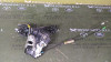 CERRADURA PUERTA DELANTERA IZQUIERDA Toyota RAV4 (A4) 