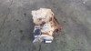 CAJA CAMBIOS Ford Focus Berlina (CAK)(1998->) FORD Focus Berlina (CAK)(1998->) 