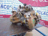 CAJA CAMBIOS Peugeot 306 3/5 PT. / 4 PT. (S2) 