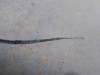 CREMALLERA DIRECCION Seat IBIZA (6L1) 