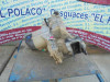 CAJA CAMBIOS Renault 19 (B/C/L53) 