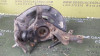 MANGUETA DELANTERA IZQUIERDA Toyota RAV4 (A3) 