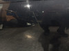  PUERTA TRASERA IZQUIERDA, AUDI, A6 BERLINA (4F2) 