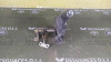PALANCA FRENO Toyota LAND CRUISER (J12) 